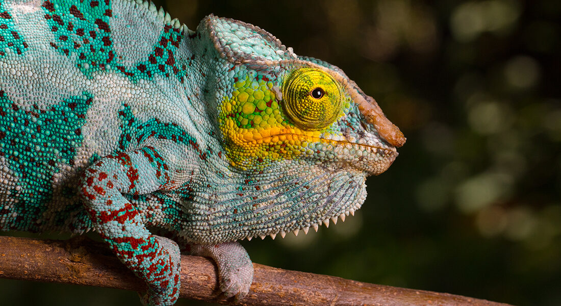Genome of the panther chameleon decoded