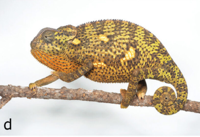 The flap-necked chameleon on Serra da Neve (Angola)
