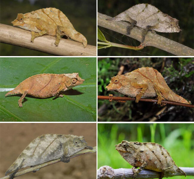 Fünf neue Rhampholeon-Arten