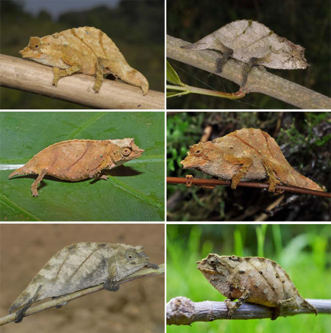 Fünf neue Rhampholeon-Arten