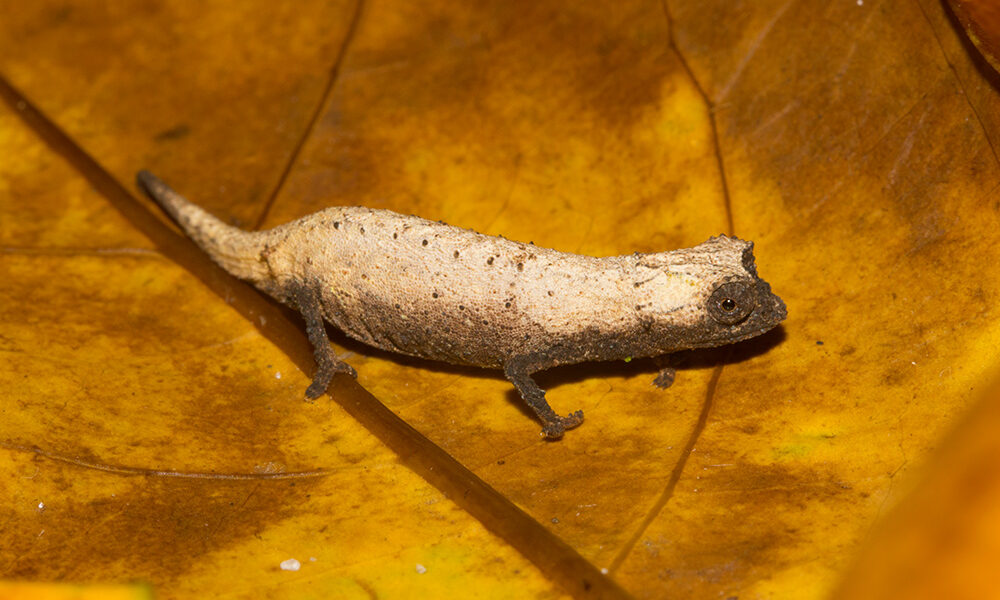 Neues Erdchamäleon aus Madagaskar beschrieben