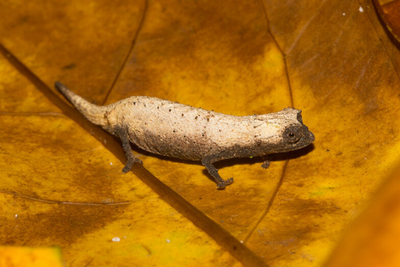 Neues Erdchamäleon aus Madagaskar beschrieben