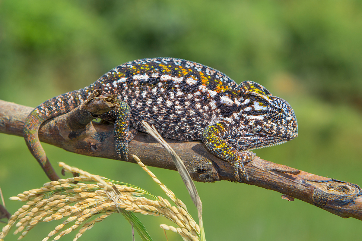 Impact of agriculture on chameleons in Madagascar