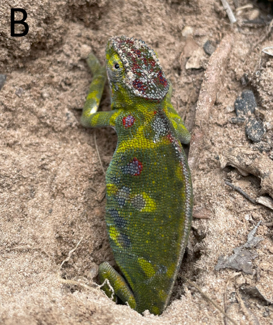 Communal egglaying in Furcifer minor