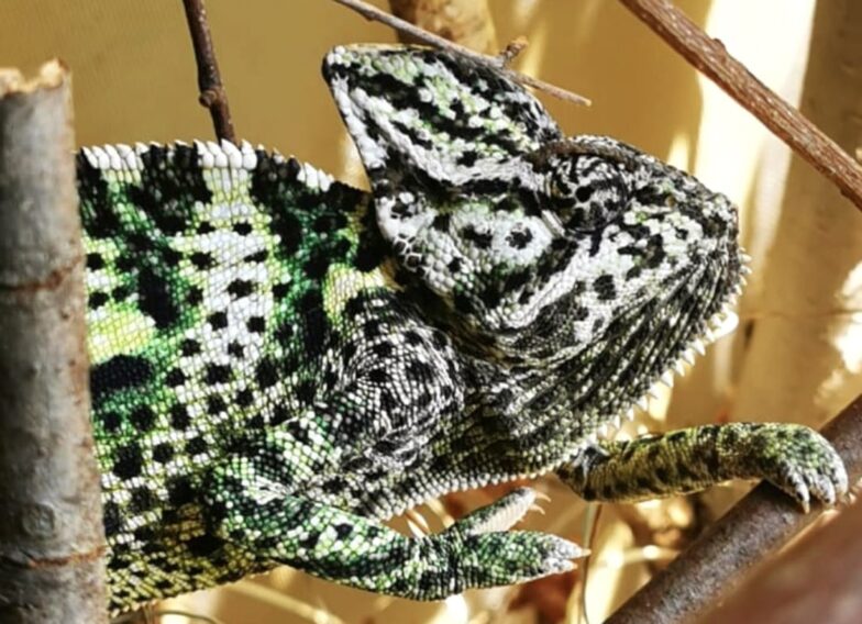 Interessenten für Nachzuchtprojekt mit Chamaeleo calyptratus calcarifer gesucht