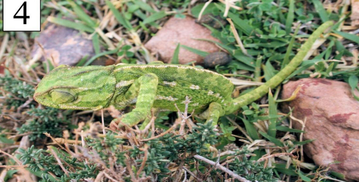 The Common Chameleon in Belezma (Algeria)