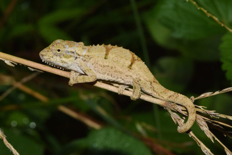 Dwarf chameleons in South Africa larger in urban environments than in the wild