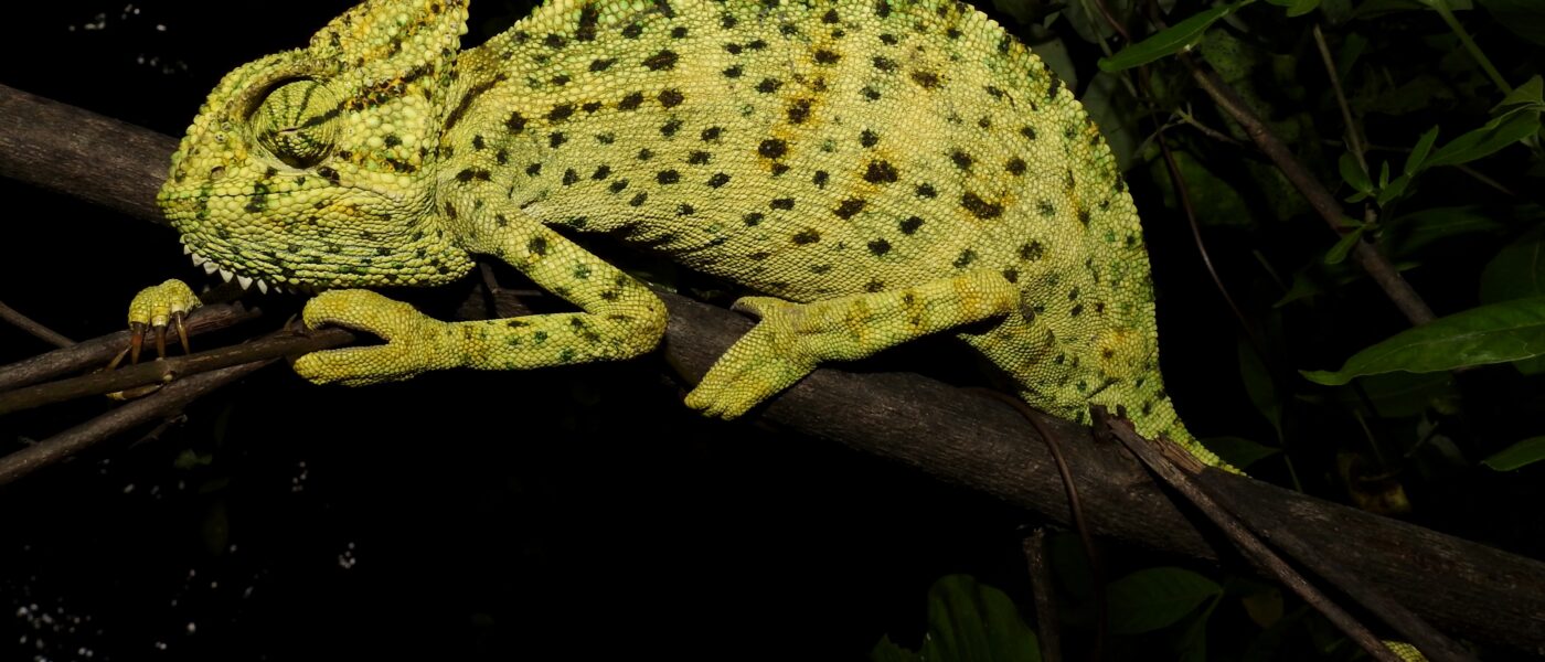 Co-Sleeping in Chamaeleo zeylanicus (India)