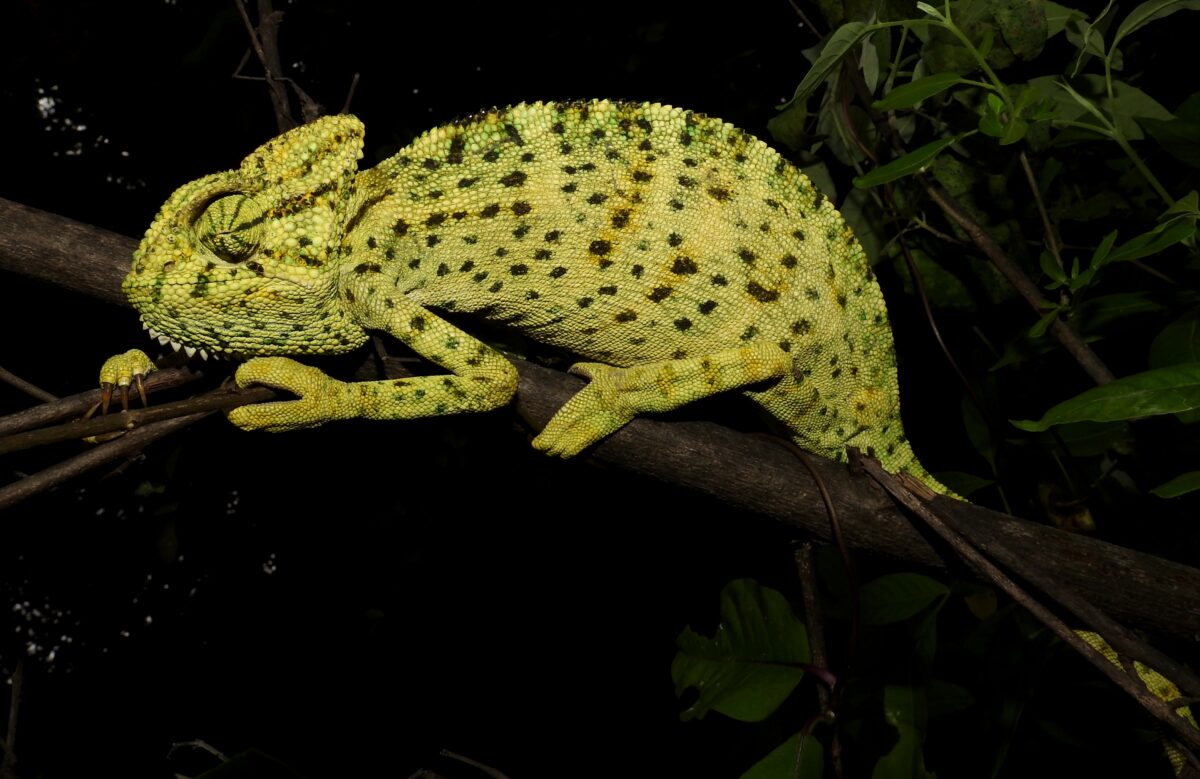 Co-Sleeping in Chamaeleo zeylanicus (India)