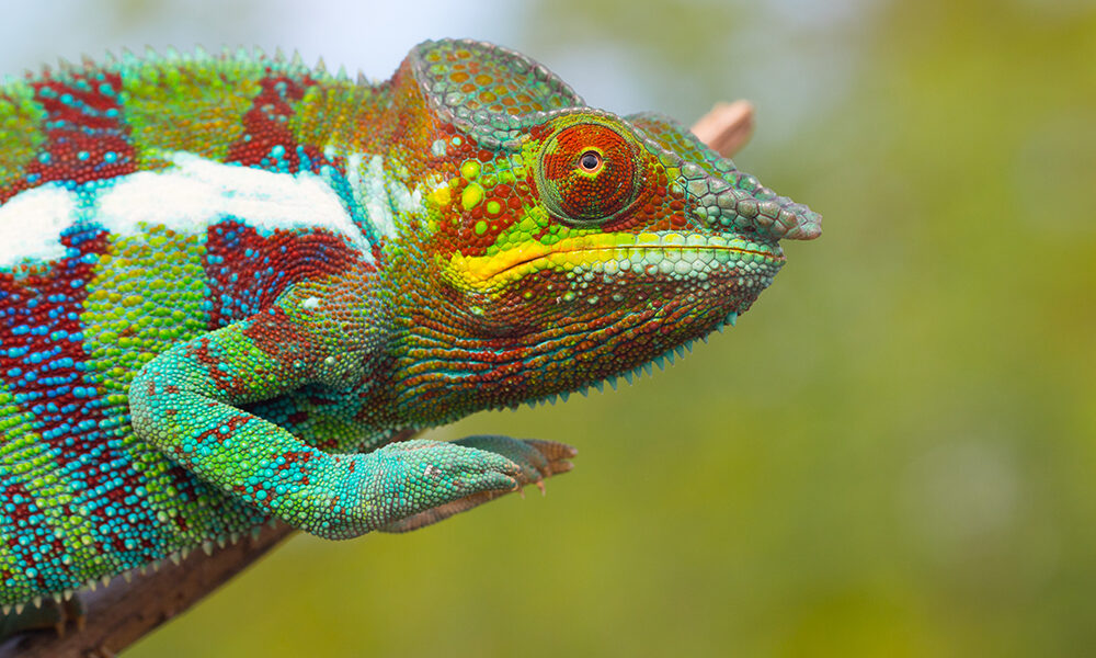 What kills chameleons in zoos?