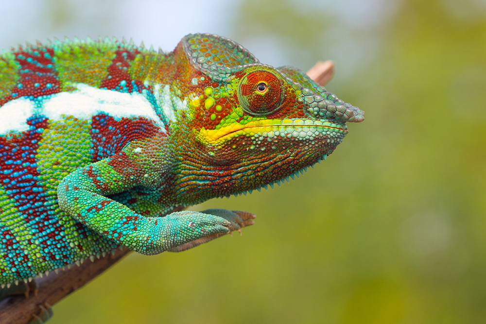 What kills chameleons in zoos?